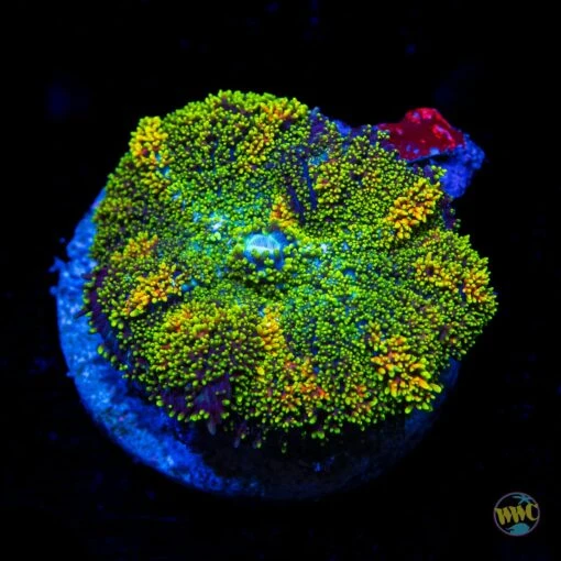 Fuzzy Iguana Rhodactis Mushroom