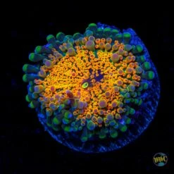 Tropical Temptation Yuma Mushroom