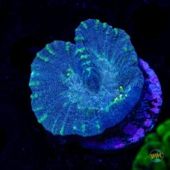 Neon Tentacle Ouphyllia