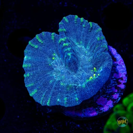 Neon Tentacle Ouphyllia