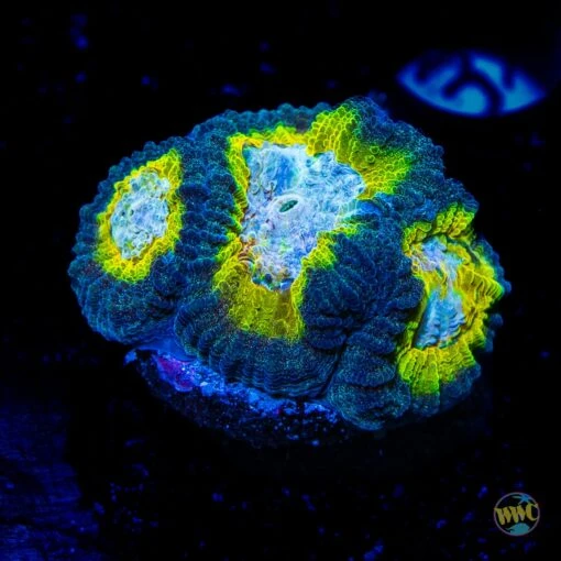 WWC Blue Lobster Favia