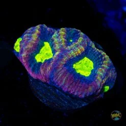 Dragon Soul Prism Favia