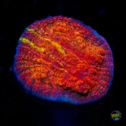 WWC Stellaria Chalice