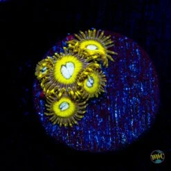 Pikachu Zoanthids