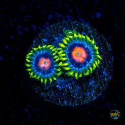 Ultimate Blowpop Zoanthids