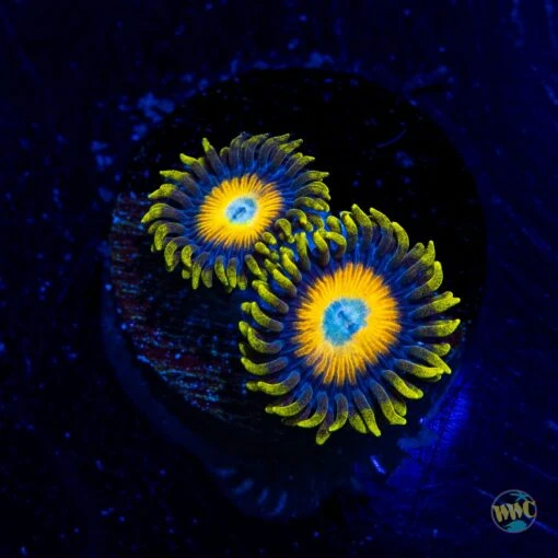 Scrambled Eggs Zoanthids