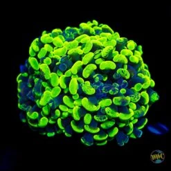 Neon Freon Splatter Branching Hammer