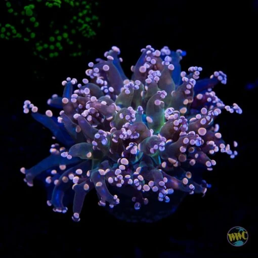 Peach Tipped Branching Frogspawn