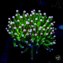 Pink Tip Cotton Candy Torch