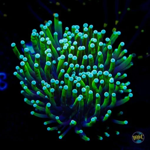 Neon Tipped Torch