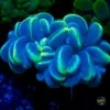 Blue Haze Bubble Coral