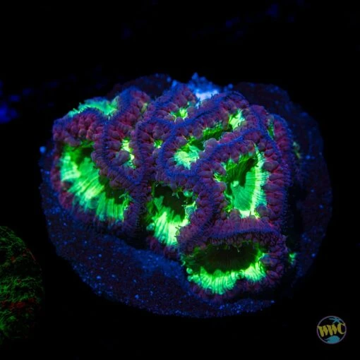 Neon Blastomussa