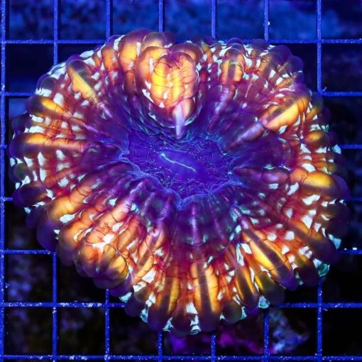 Crazy Gemstone Cynarina