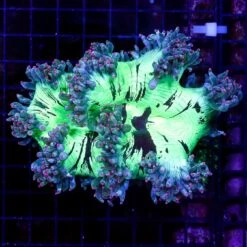 Aussie Pink Tip Elegance