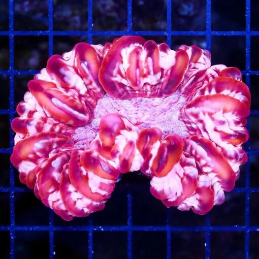Strawberries And Cream Cynarina