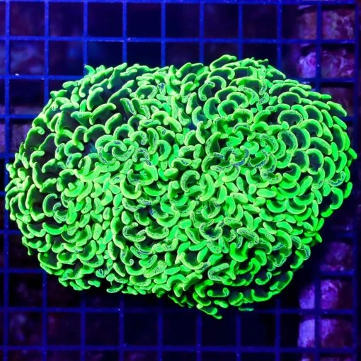 Radioactive Splatter Wall Hammer