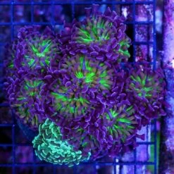 Killer Tricolor Branching Hammer