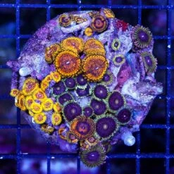 Ultimate Zoanthid Combo Rock