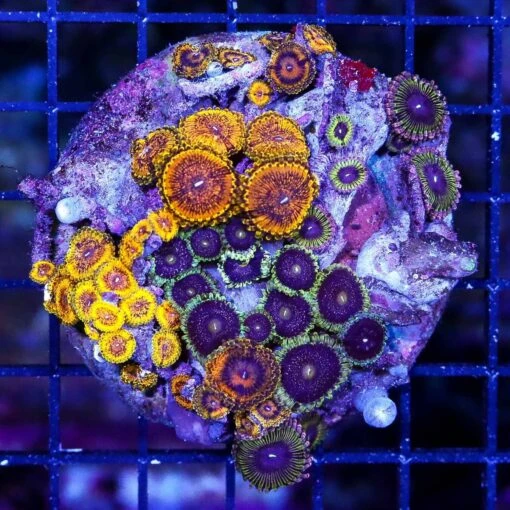 Ultimate Zoanthid Combo Rock