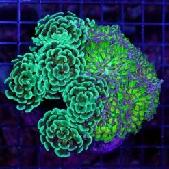 Sweet Bicolor And Oro Verde Branching Hammer Combo