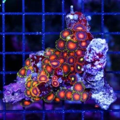 Fiji Rising Sun And Bam Bam Zoanthid Combo