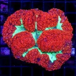 Christmas Is Half Way Here Symphyllia