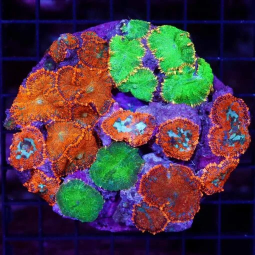 Ridiculous Rhodactis Mushroom Combo