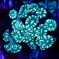 Striped Spearmint Candy Cane