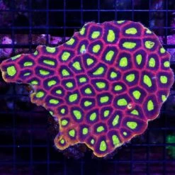 Dragon Soul Goniastrea