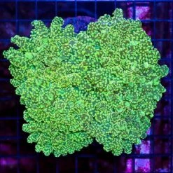 Orange And Neon Green Branching Frogspawn