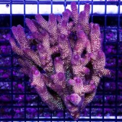 Aussie Rose Tipped Mille Acropora