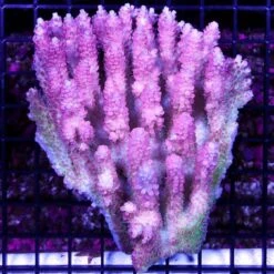 Aussie Wild Shortcake Acropora
