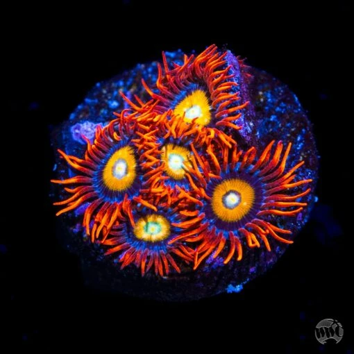 WWC Blondies Zoanthids