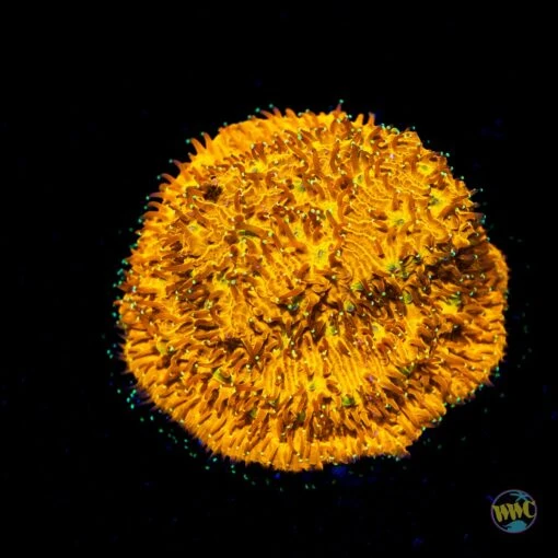 WWC C3PO Lithophyllon Coral