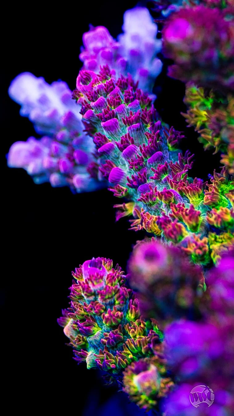 WWC Dirty Love Dreams Acropora - Image 3