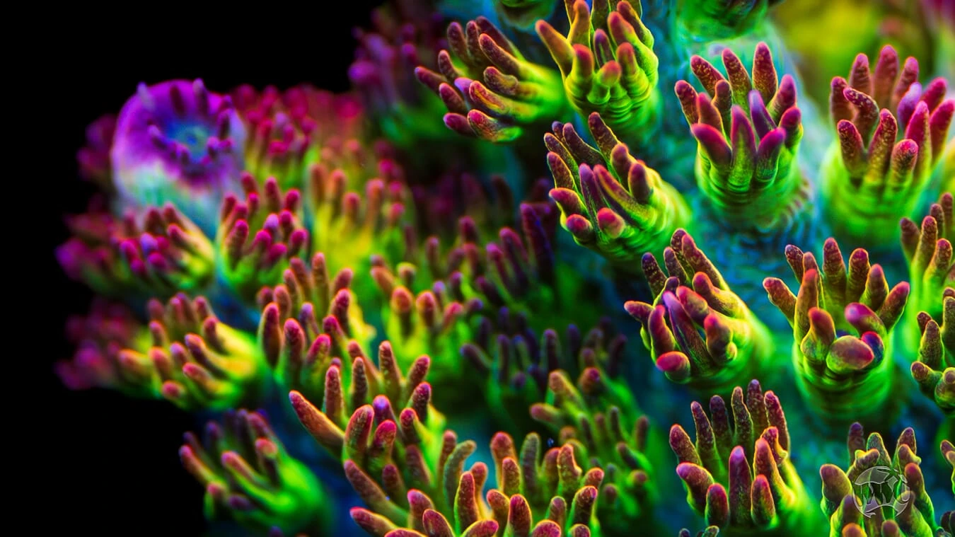 WWC Dirty Love Dreams Acropora - Image 2