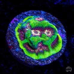 WWC Ruby Sanctum Platygyra