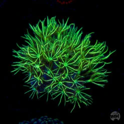 WWC Sizzling Star Polyps Coral