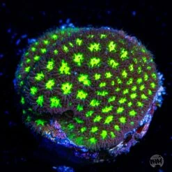 WWC Spooky Leptastrea Coral