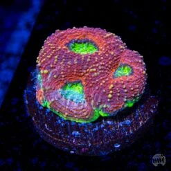 WWC Tangerine Tree Echinata