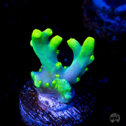 WWC Yodaz Acropora
