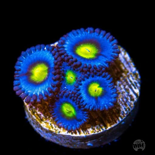 WWC AOI Zoanthids
