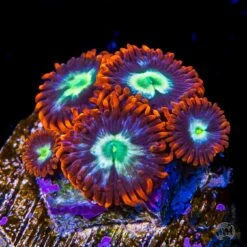 WWC Alpha Omega Zoanthids