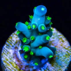 WWC Bikini Navini Acropora