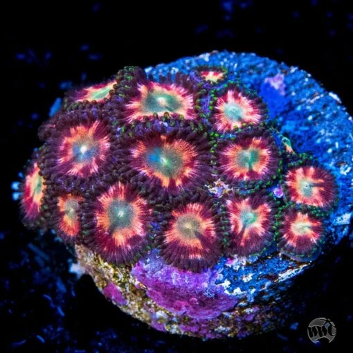 WWC Candy Stripe Zoanthids