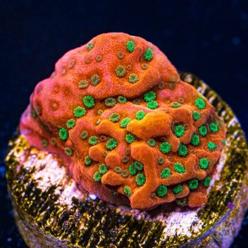 WWC Cherry Tree Montipora Coral
