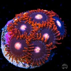 WWC Clementine Chaser Zoanthids