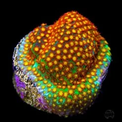 WWC Close Encounter Stylocoeniella Coral