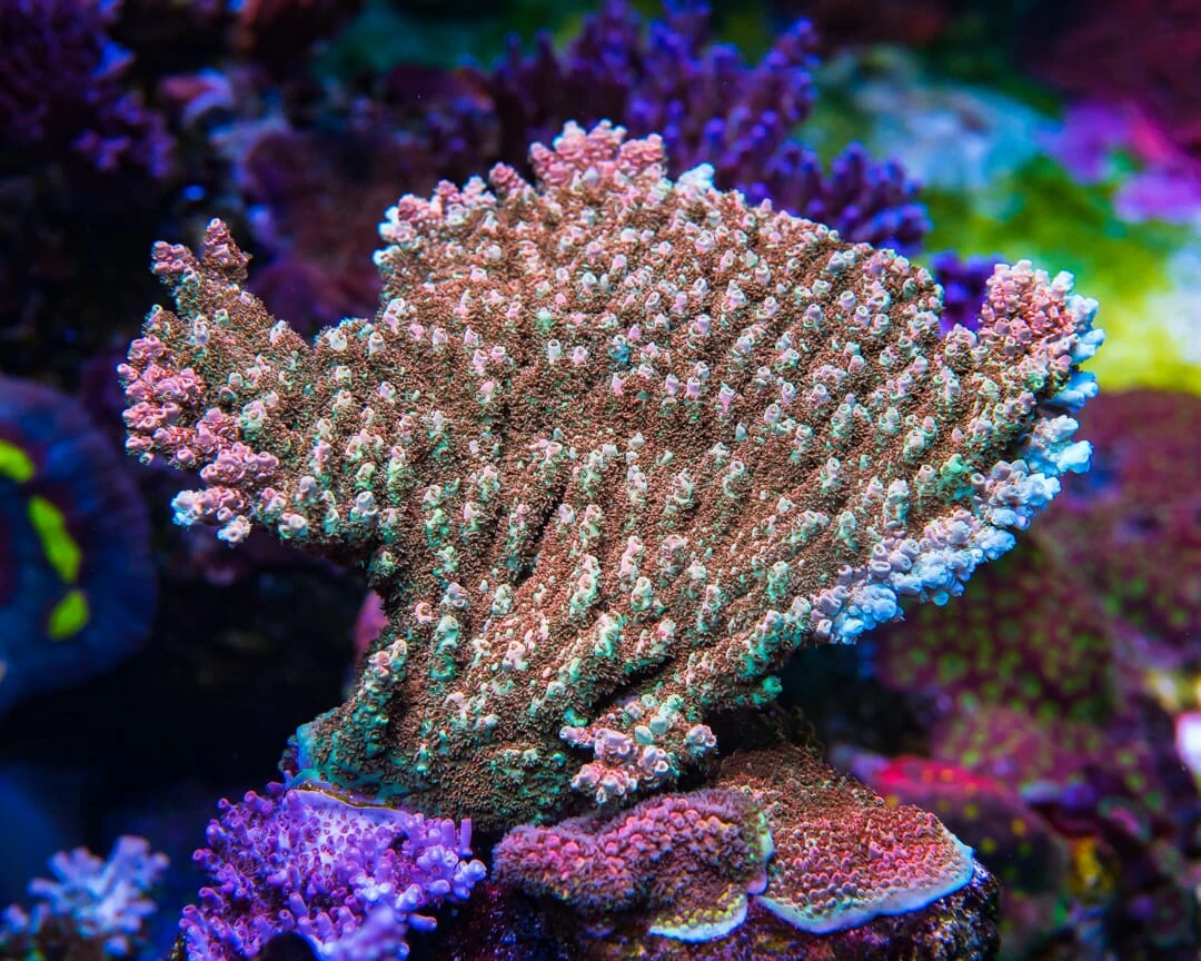 WWC Dirty Love Dreams Acropora - Image 4