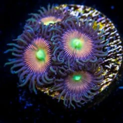 WWC Eye Of Rah Zoanthids